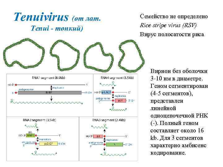 Tenuivirus (от лат. Tenui - тонкий) Семейство не определено Rice stripe virus (RSV) Вирус