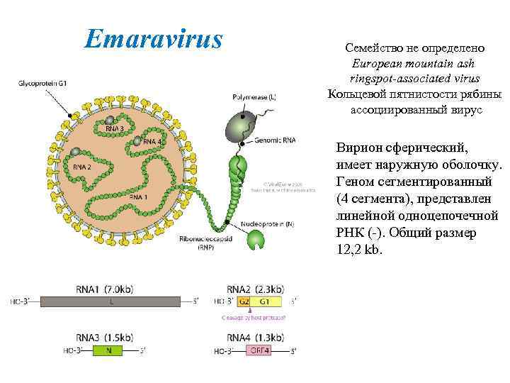 Emaravirus Семейство не определено European mountain ash ringspot-associated virus Кольцевой пятнистости рябины ассоциированный вирус