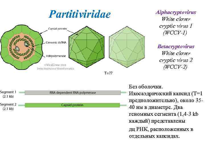 Partitiviridae Alphacryptovirus White clover cryptic virus 1 (WCCV-1) Betacryptovirus White clover cryptic virus 2