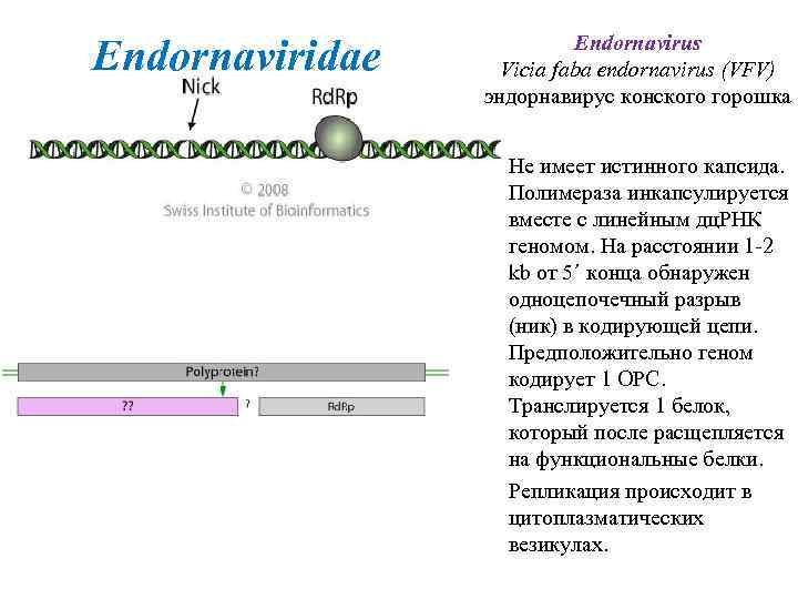 Endornaviridae Endornavirus Vicia faba endornavirus (VFV) эндорнавирус конского горошка Не имеет истинного капсида. Полимераза