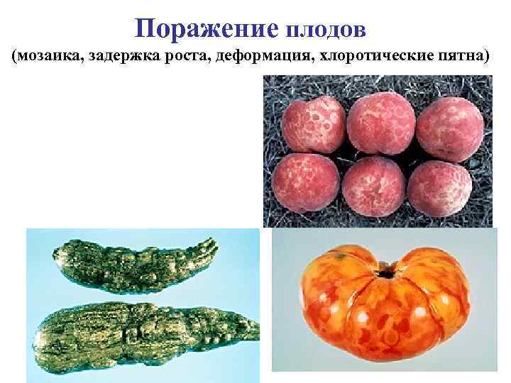 Поражение плодов (мозаика, задержка роста, деформация, хлоротические пятна) 