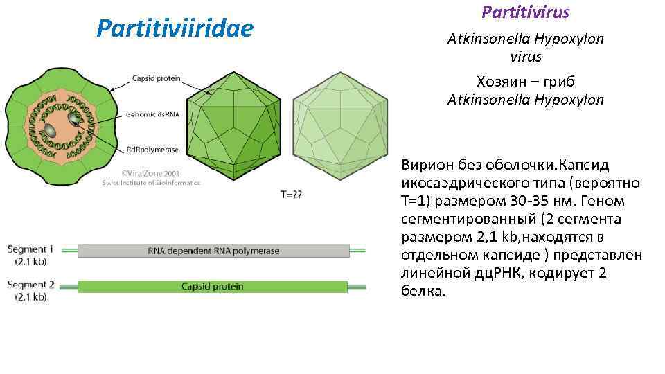 Partitiviiridae Partitivirus Atkinsonella Hypoxylon virus Хозяин – гриб Atkinsonella Hypoxylon Вирион без оболочки. Капсид