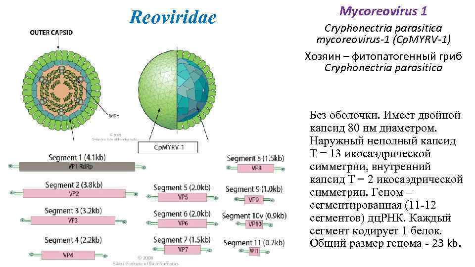 Reoviridae Mycoreovirus 1 Cryphonectria parasitica mycoreovirus-1 (Cp. MYRV-1) Хозяин – фитопатогенный гриб Cryphonectria parasitica