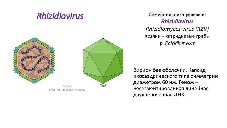 Rhizidiovirus Семейство не определено Rhizidiovirus Rhizidiomyces virus (RZV) Хозяин – хитридиевые грибы р. Rhizidiomyces