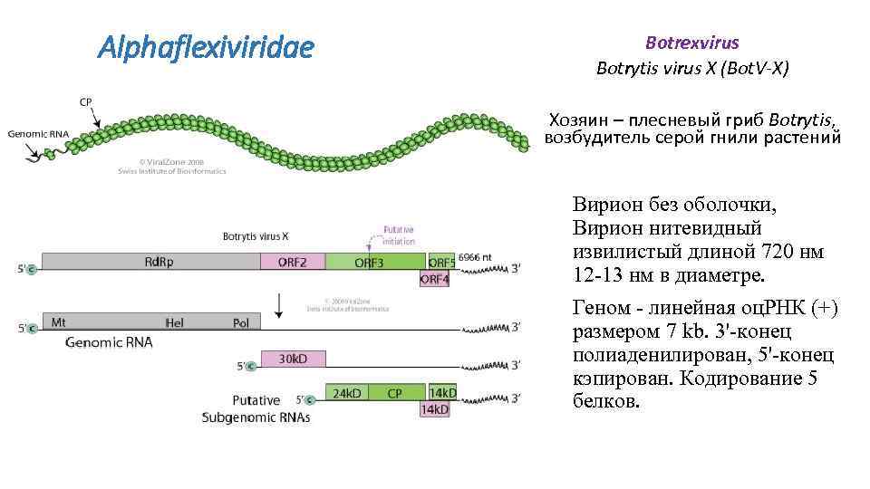 Alphaflexiviridae Botrexvirus Botrytis virus X (Bot. V-X) Хозяин – плесневый гриб Botrytis, возбудитель серой