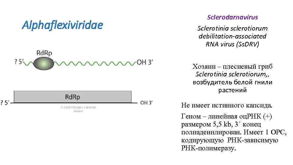 Alphaflexiviridae Sclerodarnavirus Sclerotinia sclerotiorum debilitation-associated RNA virus (Ss. DRV) Хозяин – плесневый гриб Sclerotinia