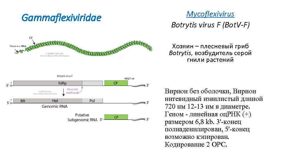 Gammaflexiviridae Mycoflexivirus Botrytis virus F (Bot. V-F) Хозяин – плесневый гриб Botrytis, возбудитель серой