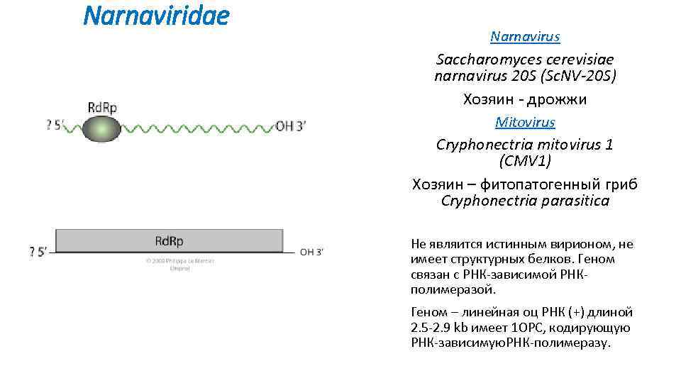 Narnaviridae Narnavirus Saccharomyces cerevisiae narnavirus 20 S (Sc. NV-20 S) Хозяин - дрожжи Mitovirus