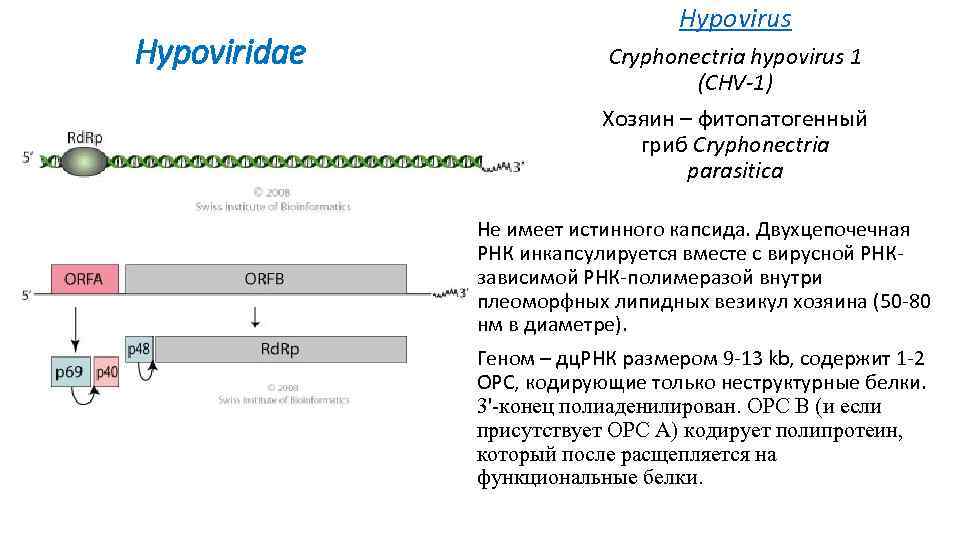 Hypoviridae Hypovirus Cryphonectria hypovirus 1 (CHV-1) Хозяин – фитопатогенный гриб Cryphonectria parasitica Не имеет