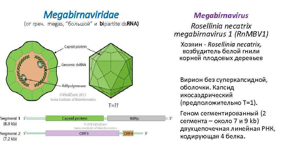 Megabirnaviridae (от греч. megas, “большой” и bipartite ds. RNA) Megabirnavirus Rosellinia necatrix megabirnavirus 1