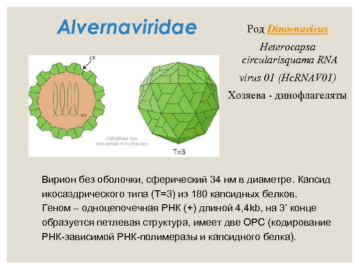 Alvernaviridae Род Dinornavirus Heterocapsa circularisquama RNA virus 01 (Hc. RNAV 01) Хозяева - динофлагеляты