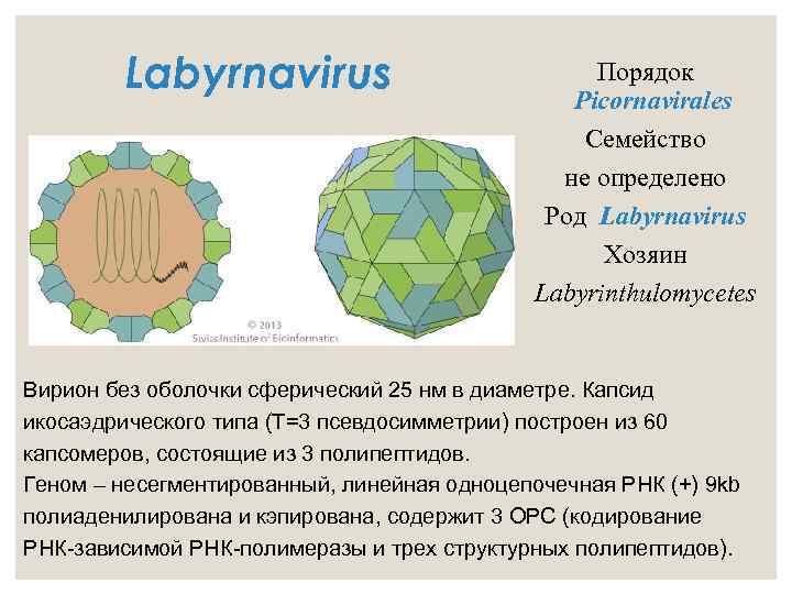 Labyrnavirus Порядок Picornavirales Семейство не определено Род Labyrnavirus Хозяин Labyrinthulomycetes Вирион без оболочки сферический