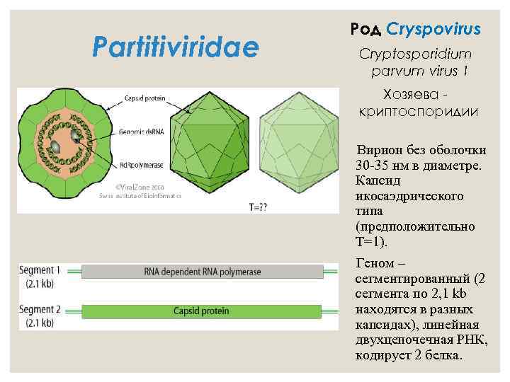 Partitiviridae Род Cryspovirus Cryptosporidium parvum virus 1 Хозяева криптоспоридии Вирион без оболочки 30 -35