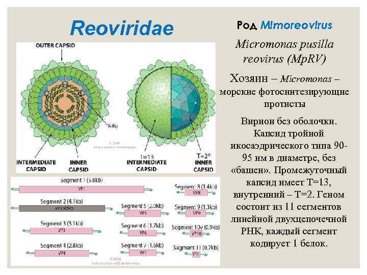  Reoviridae Род Mimoreovirus Micromonas pusilla reovirus (Mp. RV) Хозяин – Micromonas – морские