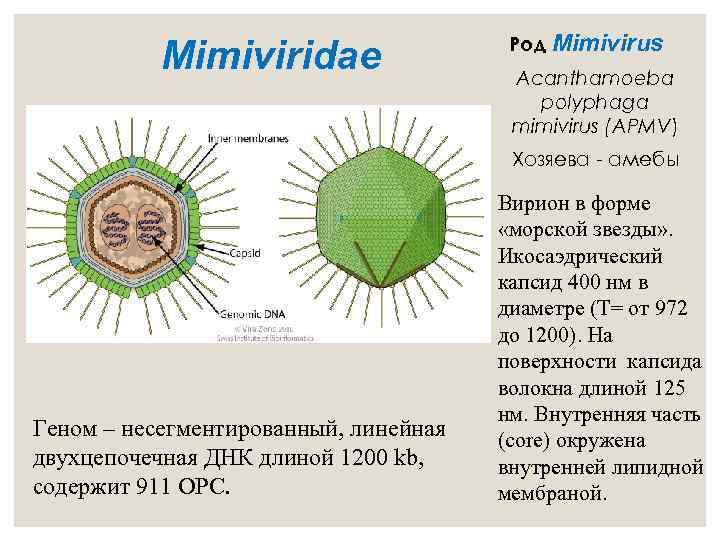 Mimiviridae Род Mimivirus Acanthamoeba polyphaga mimivirus (APMV) Хозяева - амебы Геном – несегментированный, линейная