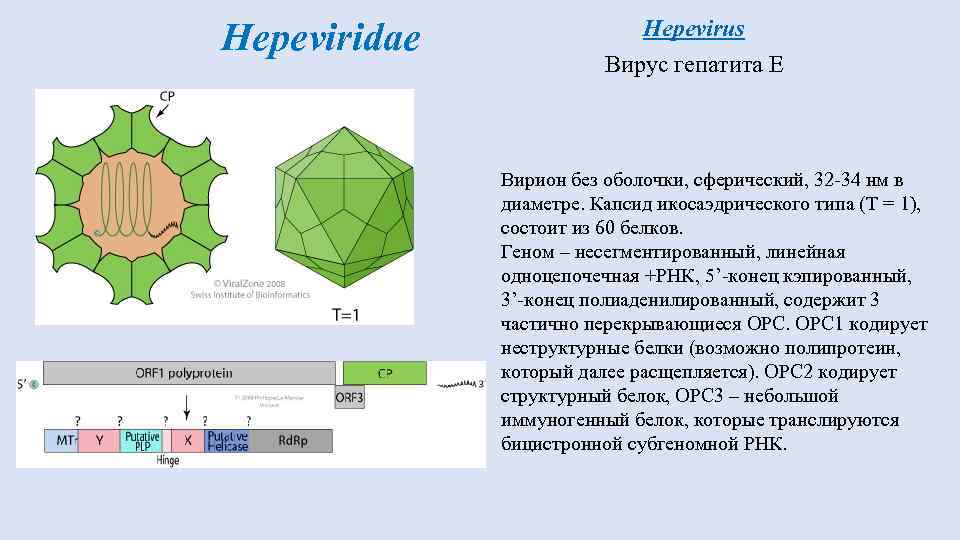 Hepeviridae Hepevirus Вирус гепатита Е Вирион без оболочки, сферический, 32 -34 нм в диаметре.