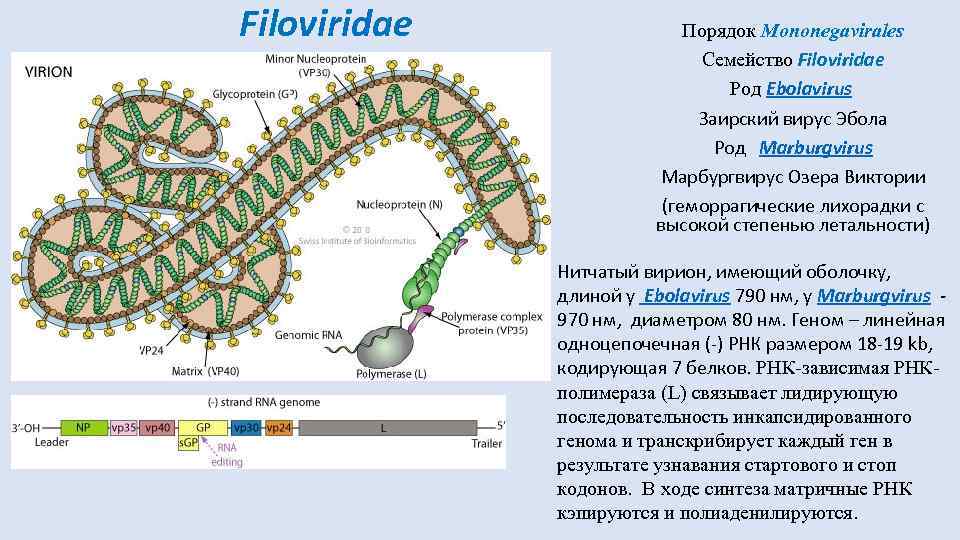 Filoviridae Порядок Mononegavirales Семейство Filoviridae Род Ebolavirus Заирский вирус Эбола Род Marburgvirus Марбургвирус Озера