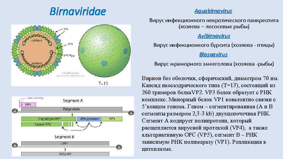 Birnaviridae Aquabirnavirus Вирус инфекционного некротического панкреотита (хозяева – лососевые рыбы) Avibirnavirus Вирус инфекционного бурсита