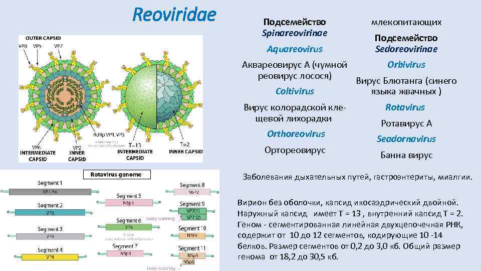 Reoviridae Подсемейство Spinareovirinae Aquareovirus Аквареовирус А (чумной реовирус лосося) Coltivirus Вирус колорадской клещевой лихорадки