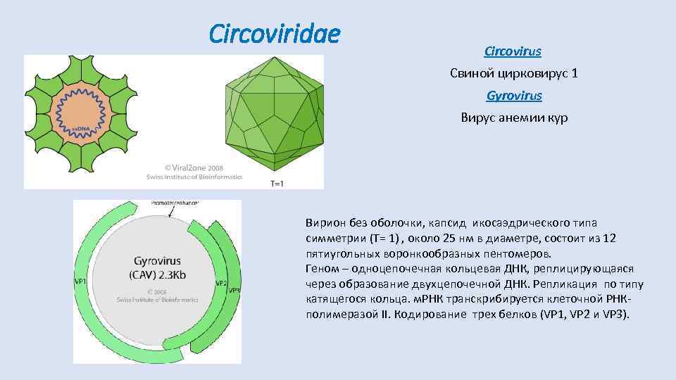 Circoviridae Circovirus Свиной цирковирус 1 Gyrovirus Вирус анемии кур Вирион без оболочки, капсид икосаэдрического