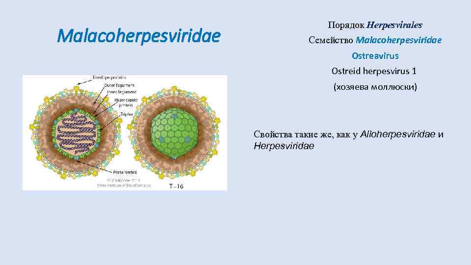 Malacoherpesviridae Порядок Herpesvirales Семейство Malacoherpesviridae Ostreavirus Ostreid herpesvirus 1 (хозяева моллюски) Свойства такие же,