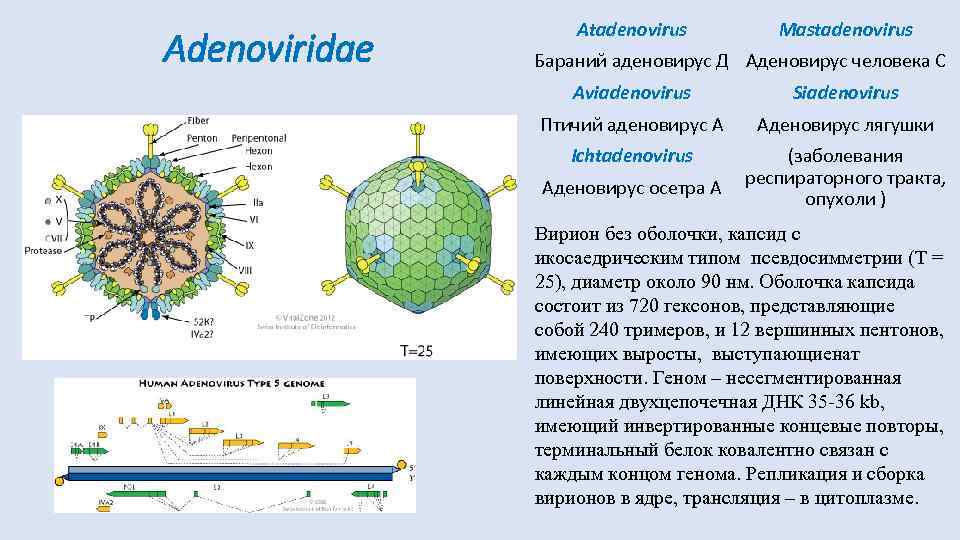 Схема строения аденовируса