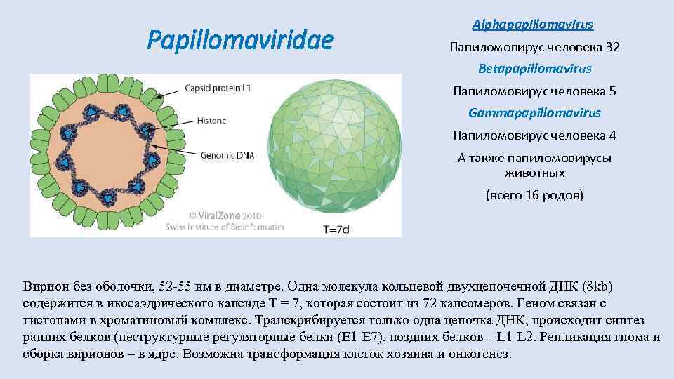 Вирус human. Вирус папилломы человека структура. Строение папилломавируса. Папилломавирус человека строение. Вирус папилломы человека строение вируса.