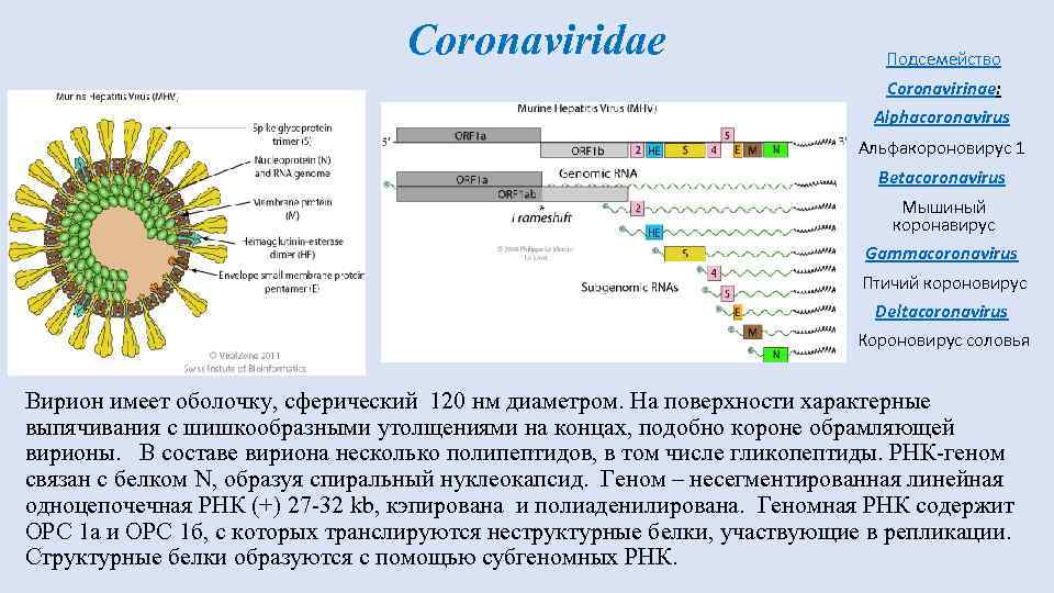 Коронавирус является. Структура коронавируса микробиология. Коронавирус ковид 19 строение. Коронавирусструктура вирус. Строение вириона коронавируса.