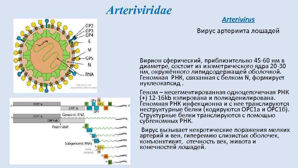 Геномные рнк. Arteriviridae вирус. Вирус артериита лошадей. РНК геномные вирусы. Вирусная РНК вирусные белки.