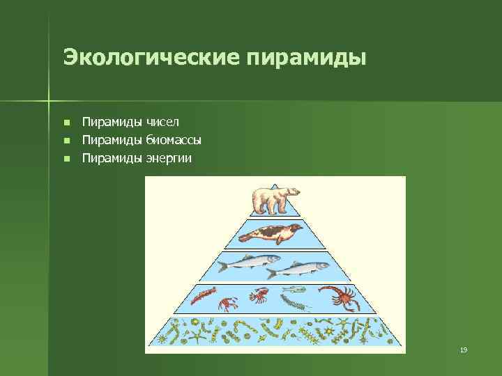 Экологические пирамиды презентация 11 класс