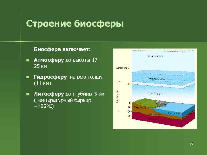 Строение биосферы Биосфера включает: n Атмосферу до высоты 17 25 км n Гидросферу на