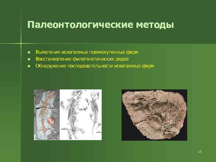 Методы изучения эволюции. Палеонтологические методы изучения эволюции. Палеонтологический метод. Палеонтологический метод изучения. ПАЛЕОЗООЛОГИЧЕСКИЙ метод.