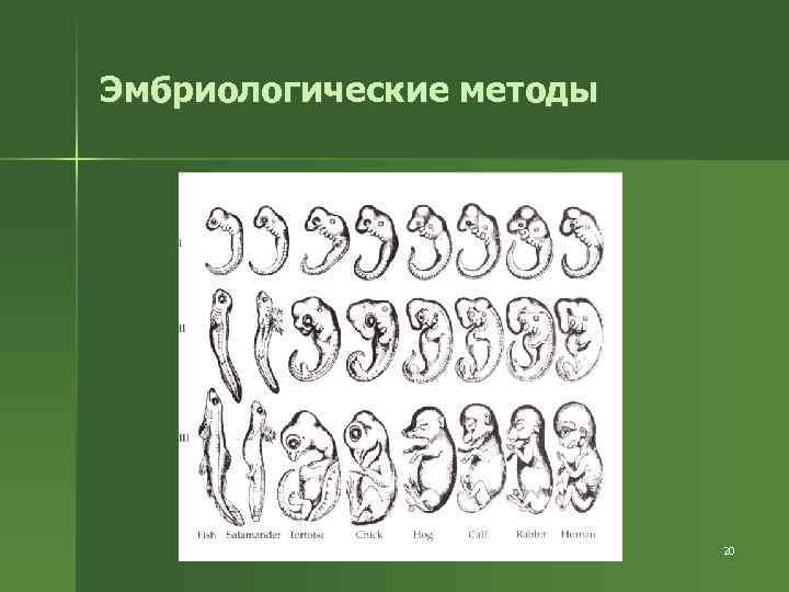 Эмбриологические методы 20 