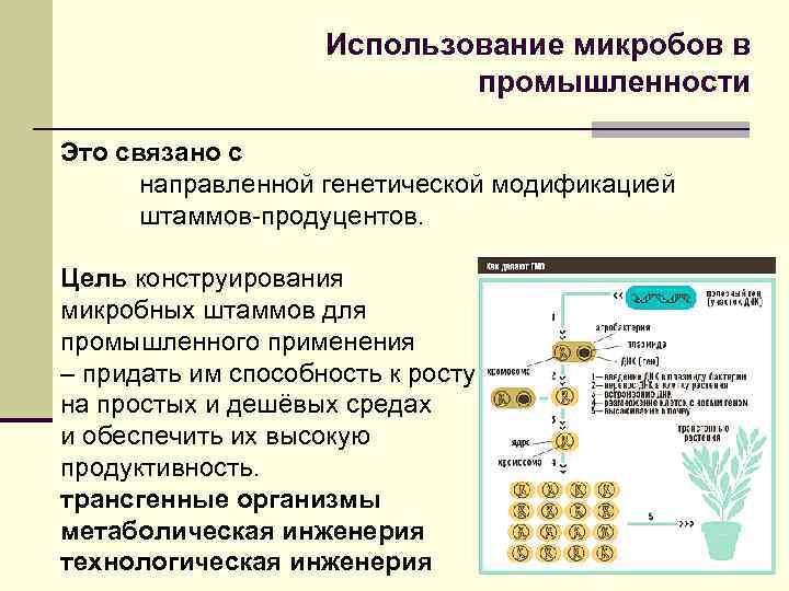 Схема применение микроорганизмов