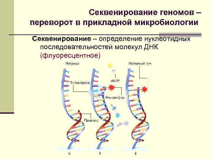 Полное секвенирование генома