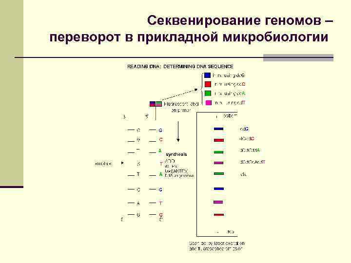 Секвенирование человека. Секвенирование. Стиквинирование геномы. Секвестирование генома. Секвенирование аминокислот.