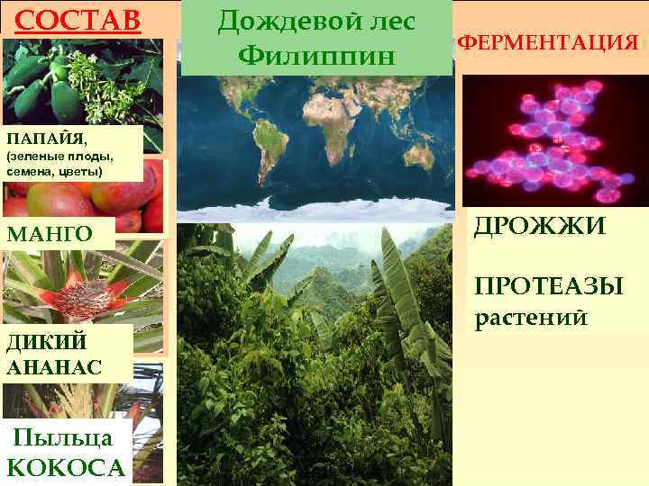 СОСТАВ Дождевой лес Филиппин ФЕРМЕНТАЦИЯ ПАПАЙЯ, (зеленые плоды, семена, цветы) МАНГО ДИКИЙ АНАНАС Пыльца