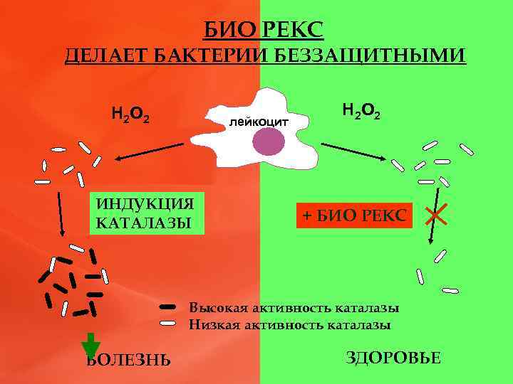 БИО РЕКС ДЕЛАЕТ БАКТЕРИИ БЕЗЗАЩИТНЫМИ Н 2 О 2 лейкоцит ИНДУКЦИЯ КАТАЛАЗЫ Н 2