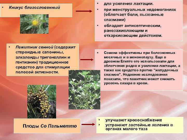  • Кникус благословенный • • Пажитник сенной (содержит стероидные сапонины, алкалоиды тригонеллин и