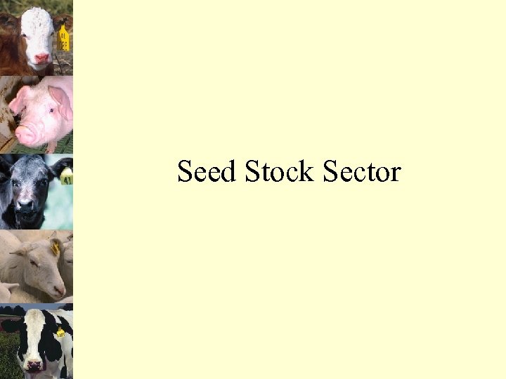 Seed Stock Sector 