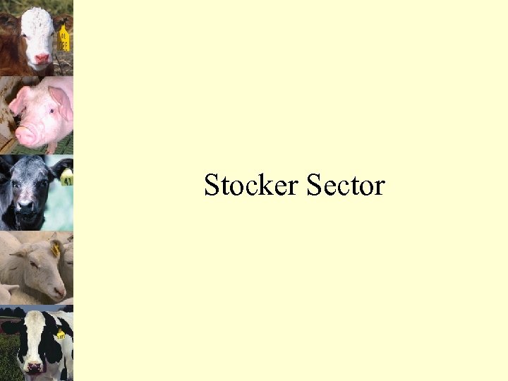 Stocker Sector 