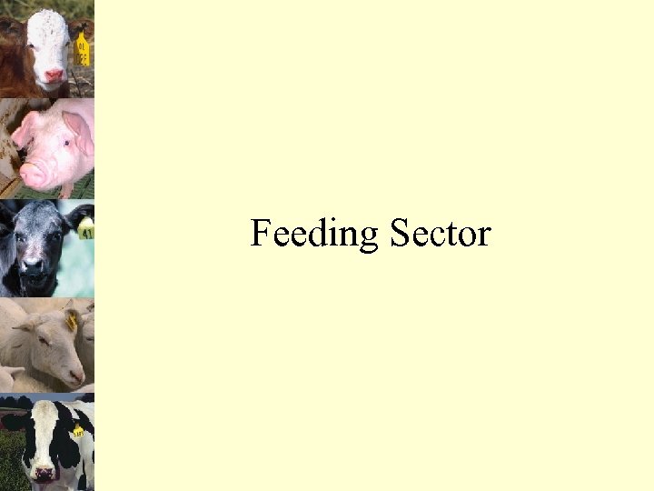 Feeding Sector 