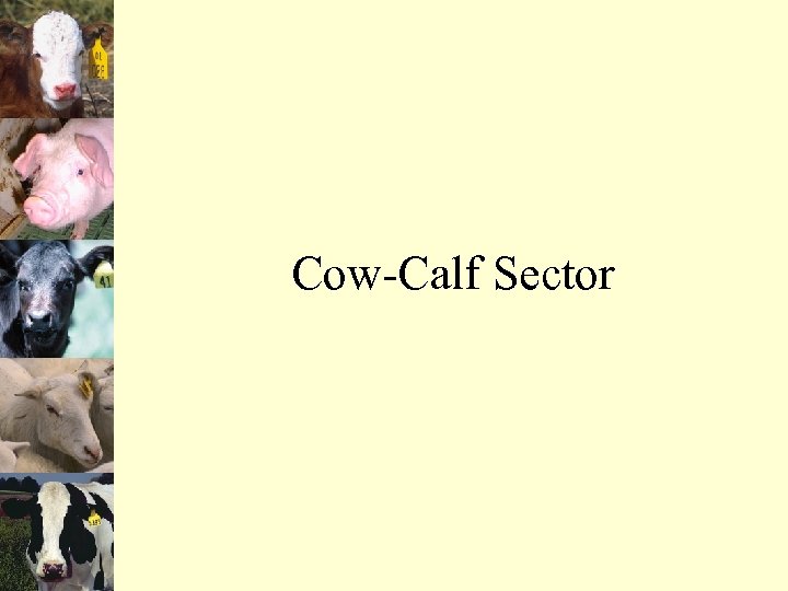 Cow-Calf Sector 