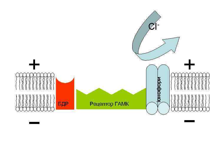 БДР Рецептор ГАМК іонофори Сl- 