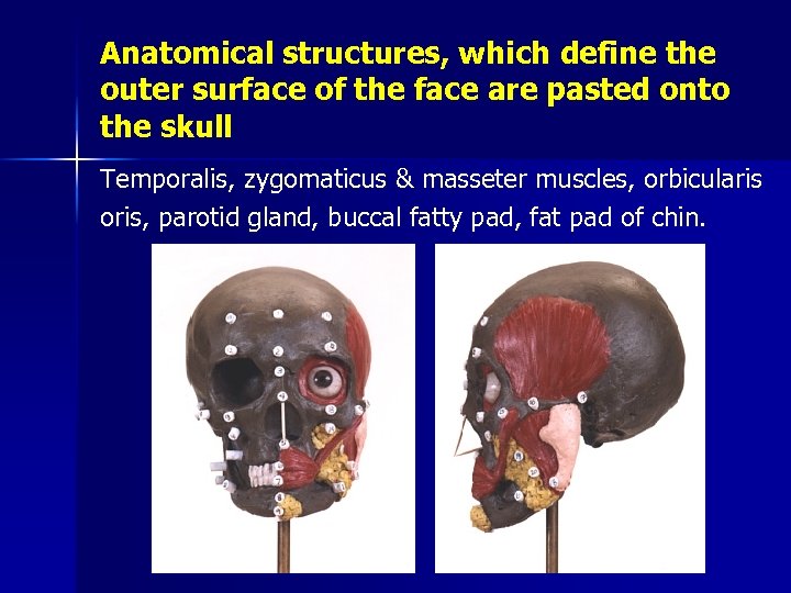 Anatomical structures, which define the outer surface of the face are pasted onto the