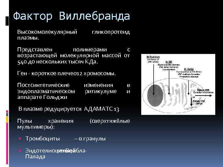 Фактор Виллебранда Высокомолекулярный плазмы. гликопротеид Представлен полимерами с возрастающей молекулярной массой от 540 до