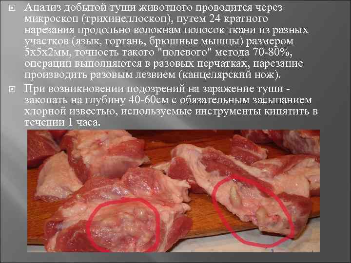  Анализ добытой туши животного проводится через микроскоп (трихинеллоскоп), путем 24 кратного нарезания продольно