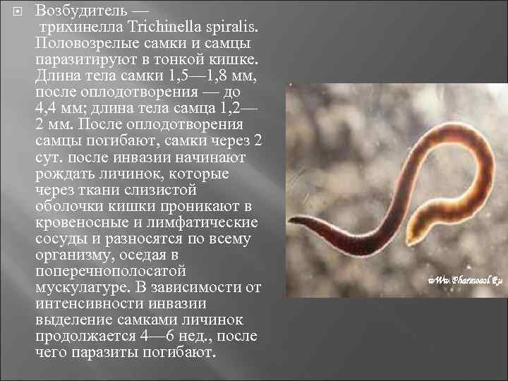  Возбудитель — трихинелла Trichinella spiralis. Половозрелые самки и самцы паразитируют в тонкой кишке.