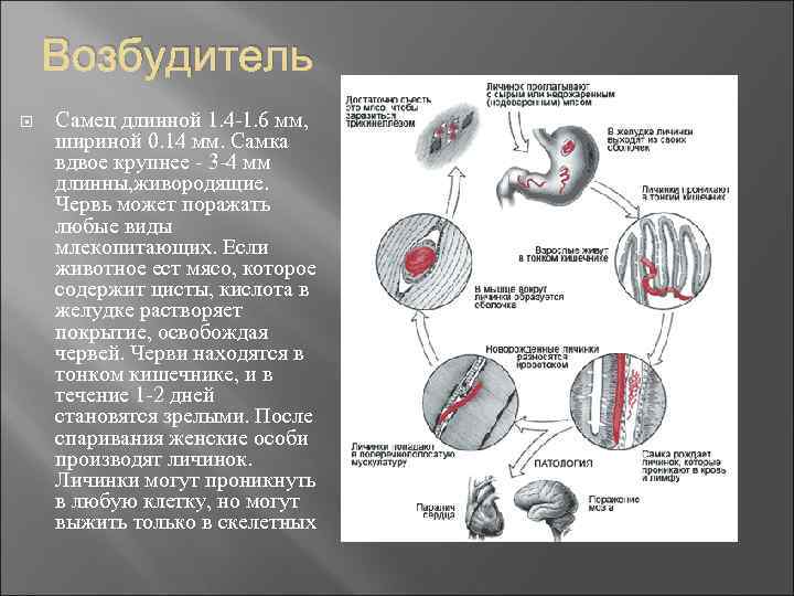 Возбудитель Самец длинной 1. 4 -1. 6 мм, шириной 0. 14 мм. Самка вдвое