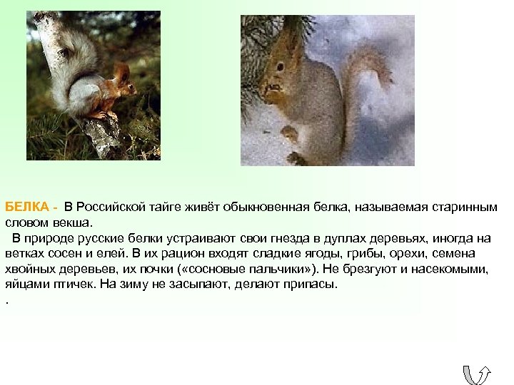 БЕЛКА - В Российской тайге живёт обыкновенная белка, называемая старинным словом векша. В природе